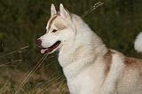 SIBERIAN HUSKY 783